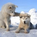 (주)웰스메디칼 | [호주워홀] 한국 귀국 준비, 워홀 마무리 체크리스트