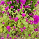 [기초]일본어 회화B 이미지