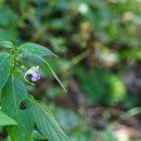 처진물봉선 Impatiens furcillata Hemsl. 이미지