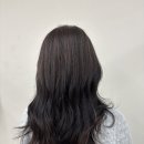 뉴데이 반려견 미용실 | 경기 성남 서현역 미용실 오뉴월헤어 소화실장 s컬펌 후기