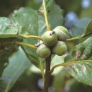 영풍 병산리 갈참나무 이미지