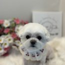 댕데이 이미지