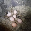 한밭농장 이미지