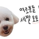 딩동댕 애견 카페 이미지
