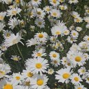 구리(일산) 이미지