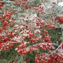 서리농장 이미지