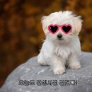 강아지 견생사진 백만장 건졌어요&#34; 반려견촬영 고객들이 남긴 후기 모음 (서울 강아지사진관 3355스튜디오)