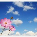 코스모스 이미지