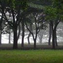 새벽-숲 이미지