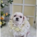 동물사랑애견샵 이미지