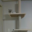 캣토리아 이미지