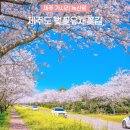 가시리마을 | 제주 가시리 녹산로 유채꽃길 벚꽃 실시간 제주도 명소