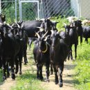 매화골농장 이미지