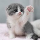태형 이미지