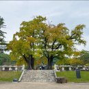 은행나무길 이미지