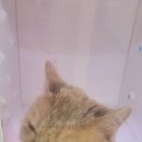 고양이 무마취 미용 냥털도둑 이미지