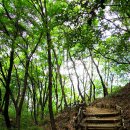 봄맞이 산행 3월 26일 토요일 과천대공원 산림욕장 트래킹(왕초보 가능) 이미지