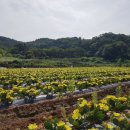 재호농장 이미지