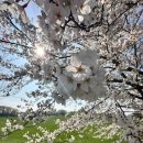 [서산 당일치기] 벚꽃과 푸른 초원의 환상 콜라보! 서산한우목장 & 카페 흰당나귀 리얼 후기 (feat...