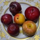 싸리재농장 이미지