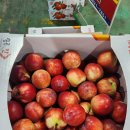 (판매종료)신비 천도복숭아 &amp;천도복숭아&amp;대석 자두&amp;곡성 메론&amp;강원도 고랭지 찰토마토 대용량 특가판매!!!! 이미지