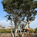 동백낭아래 키즈 독채 펜션 이미지