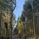 목련세탁소 | 산티아고 순례길 5일차 (오 페드로우소 ~ 산티아고 데 콤포스텔라)