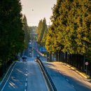 기지시 메타세콰이아 이미지