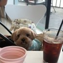 붐애견 | [어드레스앤붐도넛]애견동반 논산 탑정 저수지 카페 강아지랑 방문해본 논산데이트