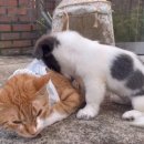 별별강아지 이미지