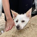 (주)멍비치