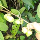 개다래 열매 산행 ㅡ 자연산 개다래 생 열매 주문 예약중ㅡ 개다래 효능 복용법 주의사항 ㅡ 통풍 치료 민간요법 통풍 고치는 방법 통풍효 이미지