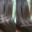 위트헤어(WIT)