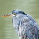 유미미나리생삼겹살 이미지