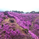 진달래목장 이미지