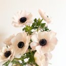 바람의꽃 이미지