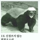 벌꿀 오소리