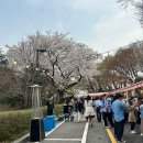 힐 스프링 | 워커힐 와인페어 : 구름 위의 산책 — 와인을 좋아하면 벚꽃 시즌엔 꼭 이곳에