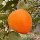 오늘 과일 이미지