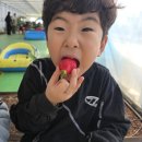 챔피언농장 이미지