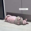 11650-1-10-712 | 서울 3박 4일 여행기 (오가다제주공항점, 티웨이TW712, 사당오우아, 프릳츠양재, IFC몰백미당, 더현대...