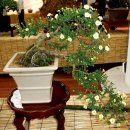 마산가고파 국화축제장 이미지