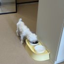 퍼피움 | [금호동애견미용/금호동애견샵] " 퍼피움 "