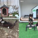 (주) 펫앤미 이미지