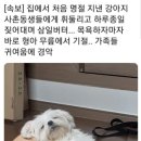 안녕, 강아지 이미지