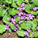 금란초교 이미지