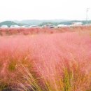 유구목장 | [충청남도 공주시] 유구천핑크뮬리