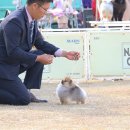 바론켄넬 이미지