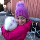 애완용 토끼 - 프렌치 앙고라 토끼 (French Angora Rabbit) 이미지