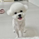 마이멍멍 이미지